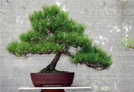 japanese -black-pine-39